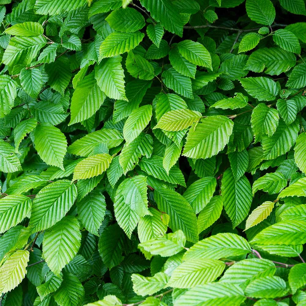 Brighter Blooms Shade Trees American Elm Tree 3 Brighter Blooms Shade Trees American Elm Tree