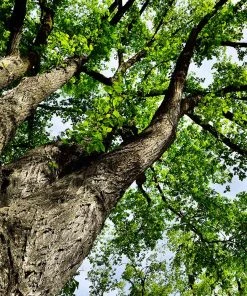 Brighter Blooms Shade Trees American Elm Tree 11 Brighter Blooms Shade Trees American Elm Tree