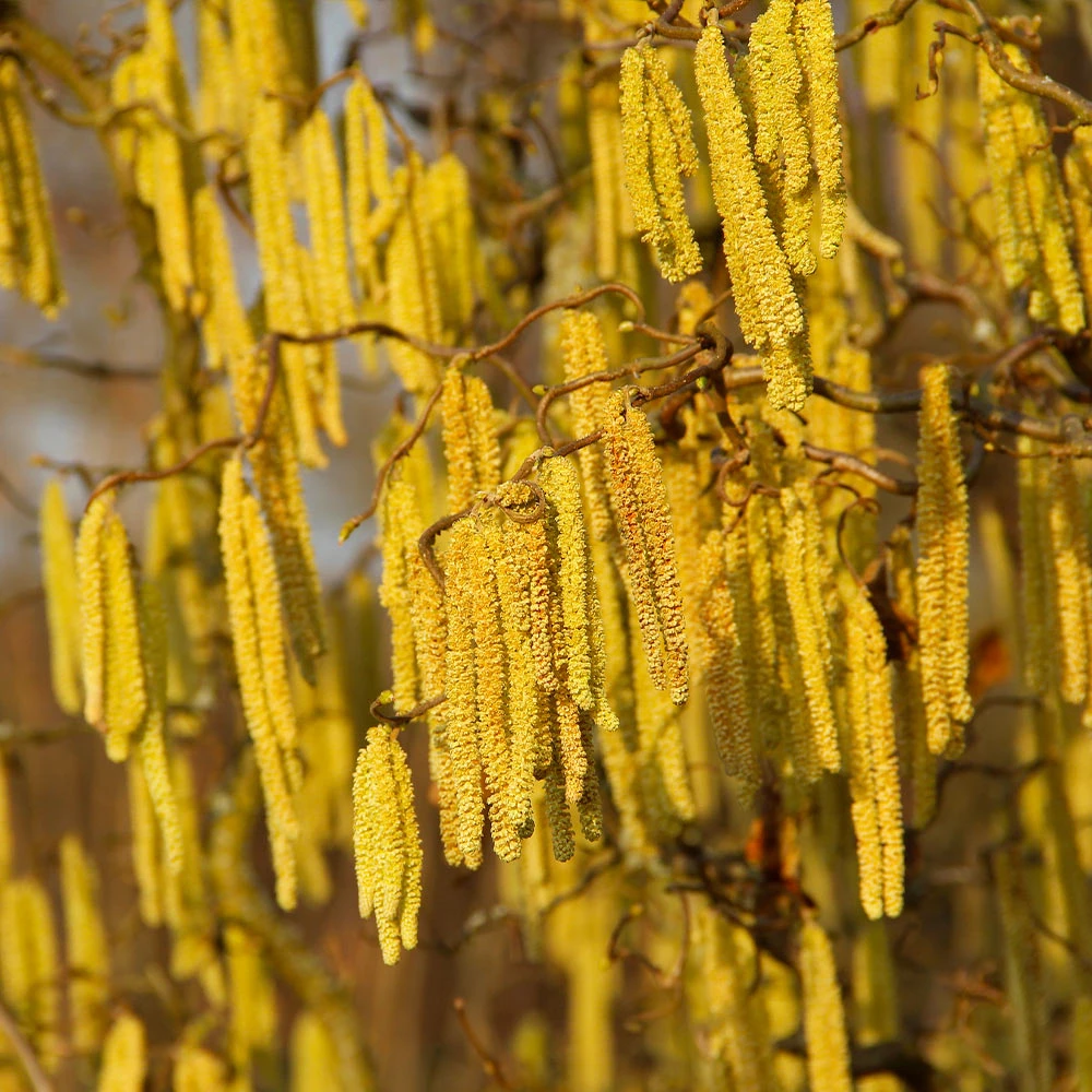 Brighter Blooms Nut Trees American Hazelnut Tree 6 Brighter Blooms Nut Trees American Hazelnut Tree