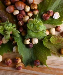 Brighter Blooms Nut Trees American Hazelnut Tree 9 Brighter Blooms Nut Trees American Hazelnut Tree