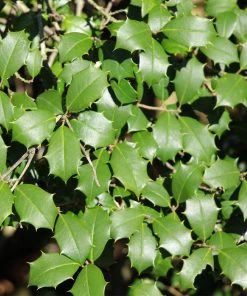 Brighter Blooms Greenleaf American Holly Shrub 8 Brighter Blooms Greenleaf American Holly Shrub