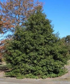 Brighter Blooms Greenleaf American Holly Shrub