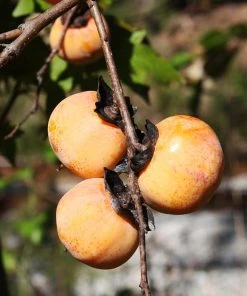 Brighter Blooms American Persimmon Tree 8 Brighter Blooms American Persimmon Tree