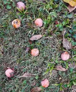 Brighter Blooms American Persimmon Tree 11 Brighter Blooms American Persimmon Tree