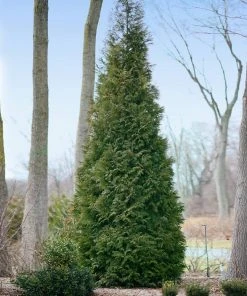 BrighterBlooms.com Full Speed A Hedge® American Pillar Arborvitae 8 BrighterBlooms.com Full Speed A Hedge® American Pillar Arborvitae