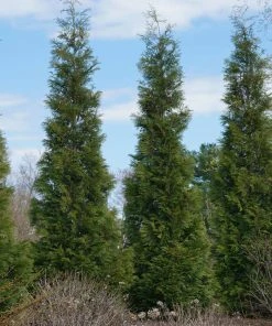 BrighterBlooms.com Full Speed A Hedge® American Pillar Arborvitae