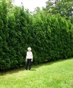 BrighterBlooms.com Full Speed A Hedge® American Pillar Arborvitae 7 BrighterBlooms.com Full Speed A Hedge® American Pillar Arborvitae