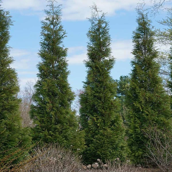 BrighterBlooms.com Full Speed A Hedge® American Pillar Arborvitae 1 BrighterBlooms.com Full Speed A Hedge® American Pillar Arborvitae