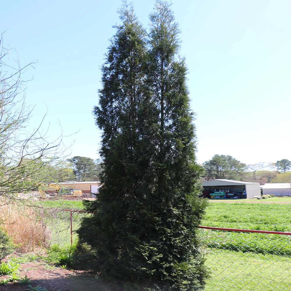 BrighterBlooms.com Full Speed A Hedge® American Pillar Arborvitae 5 BrighterBlooms.com Full Speed A Hedge® American Pillar Arborvitae