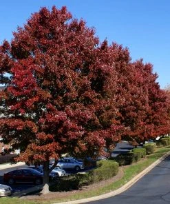 Brighter Blooms American Red Maple Tree