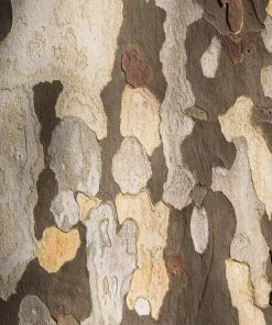 Brighter Blooms American Sycamore Tree 9 Brighter Blooms American Sycamore Tree