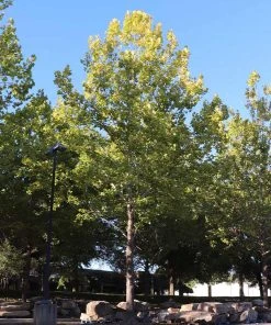 Brighter Blooms American Sycamore Tree 8 Brighter Blooms American Sycamore Tree
