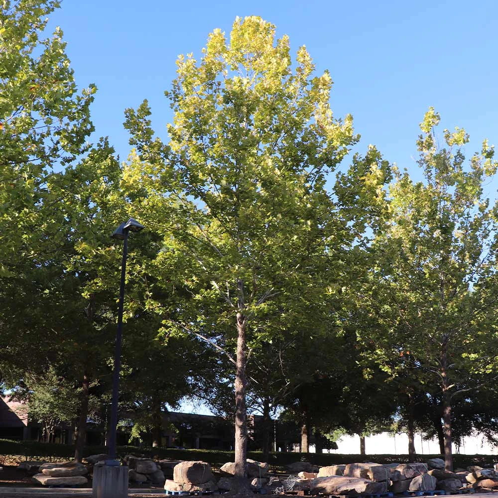 Brighter Blooms American Sycamore Tree 4 Brighter Blooms American Sycamore Tree