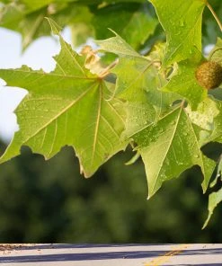 Brighter Blooms American Sycamore Tree 7 Brighter Blooms American Sycamore Tree