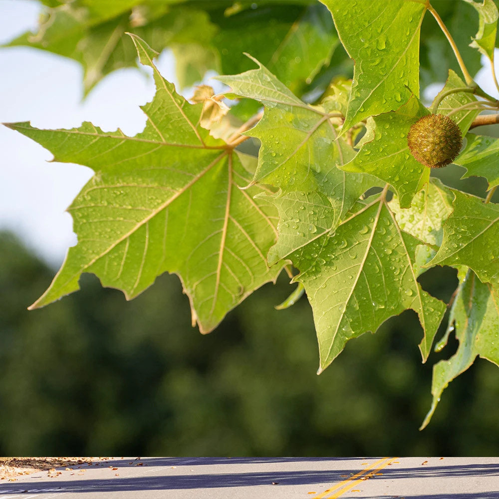 Brighter Blooms American Sycamore Tree 3 Brighter Blooms American Sycamore Tree