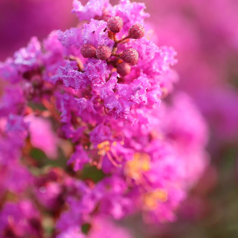 Brighter Blooms Amethyst King™ Emerald Empire® Crape Myrtle Tree 2 Brighter Blooms Amethyst King™ Emerald Empire® Crape Myrtle Tree