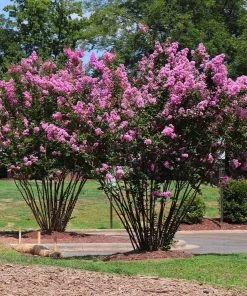 Brighter Blooms Amethyst King™ Emerald Empire® Crape Myrtle Tree 7 Brighter Blooms Amethyst King™ Emerald Empire® Crape Myrtle Tree