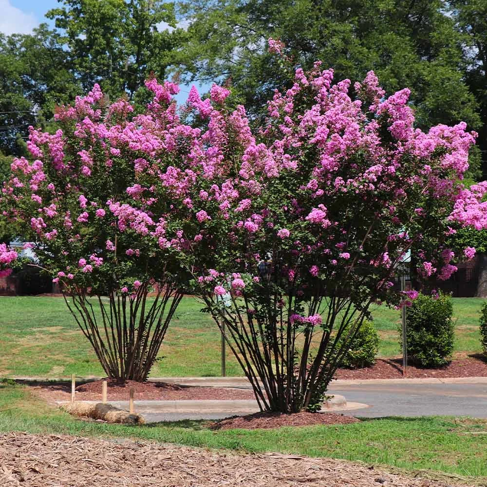 Brighter Blooms Amethyst King™ Emerald Empire® Crape Myrtle Tree 3 Brighter Blooms Amethyst King™ Emerald Empire® Crape Myrtle Tree