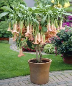 Brighter Blooms Peach Angel Trumpet Tree