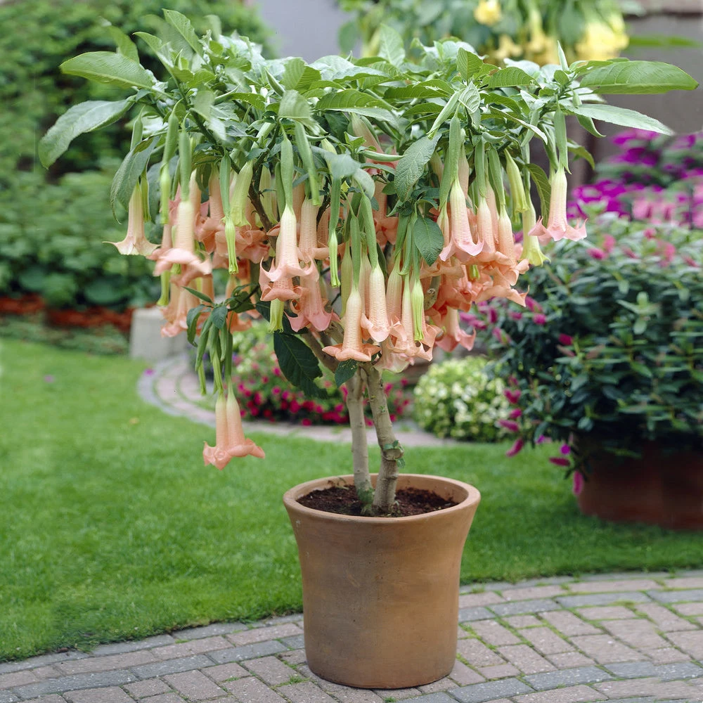 Brighter Blooms Peach Angel Trumpet Tree 2 Brighter Blooms Peach Angel Trumpet Tree