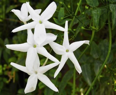 Brighter Blooms Angel Wing Jasmine Shrub 2 Brighter Blooms Angel Wing Jasmine Shrub