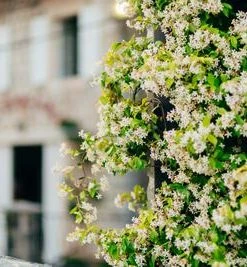 Brighter Blooms Angel Wing Jasmine Shrub 6 Brighter Blooms Angel Wing Jasmine Shrub
