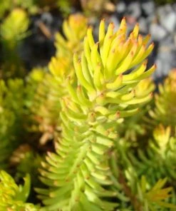 Brighter Blooms Angelina Sedum Shrub SHOP ALL