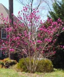 Brighter Blooms Ann Magnolia Tree Arborvitae Trees 8 Brighter Blooms Ann Magnolia Tree Arborvitae Trees