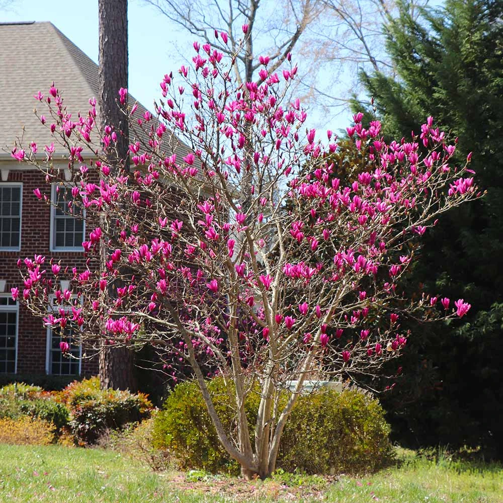 Brighter Blooms Ann Magnolia Tree Arborvitae Trees 4 Brighter Blooms Ann Magnolia Tree Arborvitae Trees