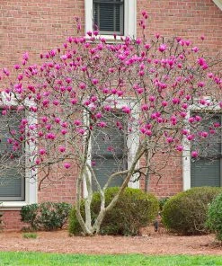 Brighter Blooms Ann Magnolia Tree Arborvitae Trees