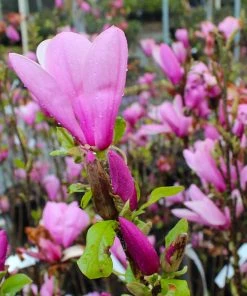 Brighter Blooms Ann Magnolia Tree Arborvitae Trees 7 Brighter Blooms Ann Magnolia Tree Arborvitae Trees
