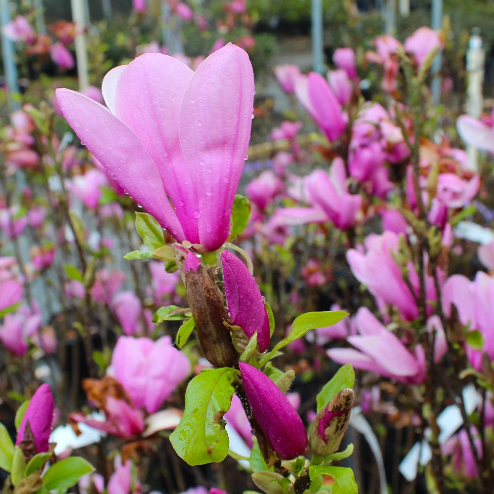 Brighter Blooms Ann Magnolia Tree Arborvitae Trees 3 Brighter Blooms Ann Magnolia Tree Arborvitae Trees