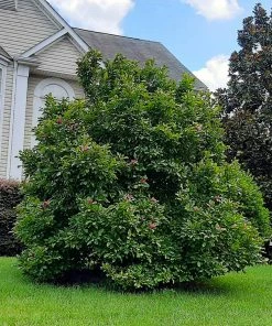 Brighter Blooms Ann Magnolia Tree Arborvitae Trees 9 Brighter Blooms Ann Magnolia Tree Arborvitae Trees