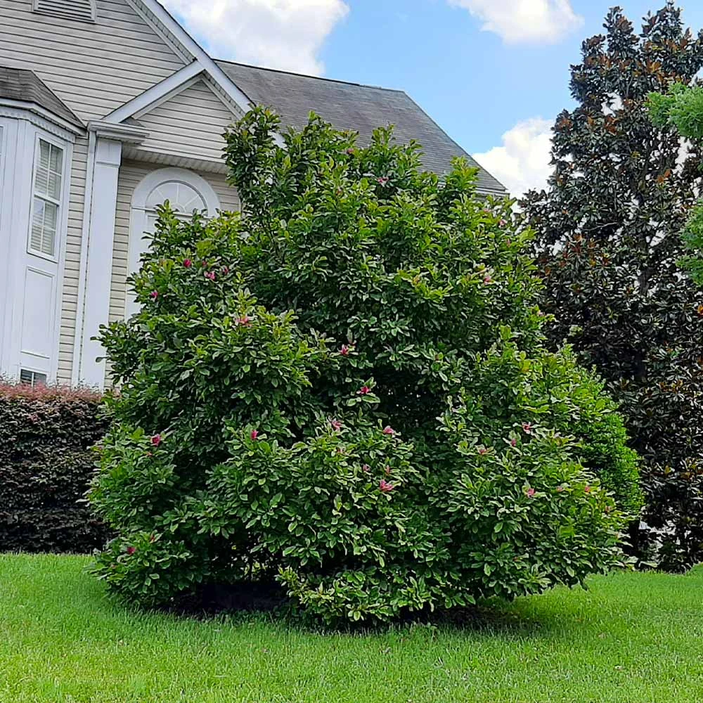 Brighter Blooms Ann Magnolia Tree Arborvitae Trees 5 Brighter Blooms Ann Magnolia Tree Arborvitae Trees