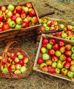 Brighter Blooms Anna Apple Tree
