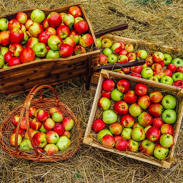 Brighter Blooms Anna Apple Tree 1 Brighter Blooms Anna Apple Tree