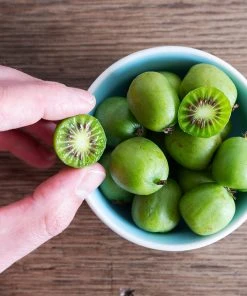 Brighter Blooms Fruit Trees Anna & Meader Kiwi Vine Pollination Pack 8 Brighter Blooms Fruit Trees Anna & Meader Kiwi Vine Pollination Pack