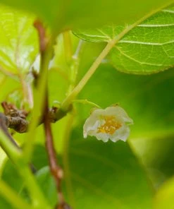 Brighter Blooms Fruit Trees Anna & Meader Kiwi Vine Pollination Pack 9 Brighter Blooms Fruit Trees Anna & Meader Kiwi Vine Pollination Pack