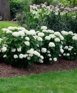 Brighter Blooms Shrubs & Hedges Annabelle Hydrangea Shrub 6 Brighter Blooms Shrubs & Hedges Annabelle Hydrangea Shrub