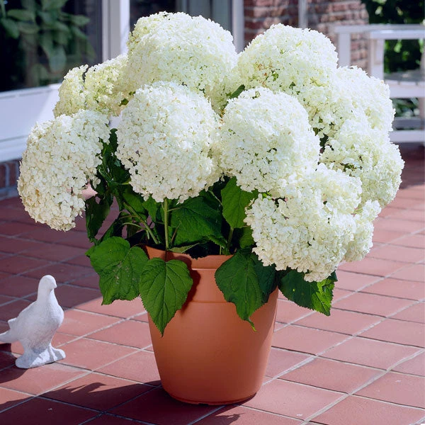 Brighter Blooms Annabelle Hydrangea Shrub (amz) 1 Brighter Blooms Annabelle Hydrangea Shrub (amz)
