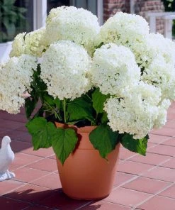 Brighter Blooms Shrubs & Hedges Annabelle Hydrangea Shrub
