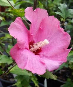 Brighter Blooms Aphrodite Rose Of Sharon Althea Shrub 5 Brighter Blooms Aphrodite Rose Of Sharon Althea Shrub