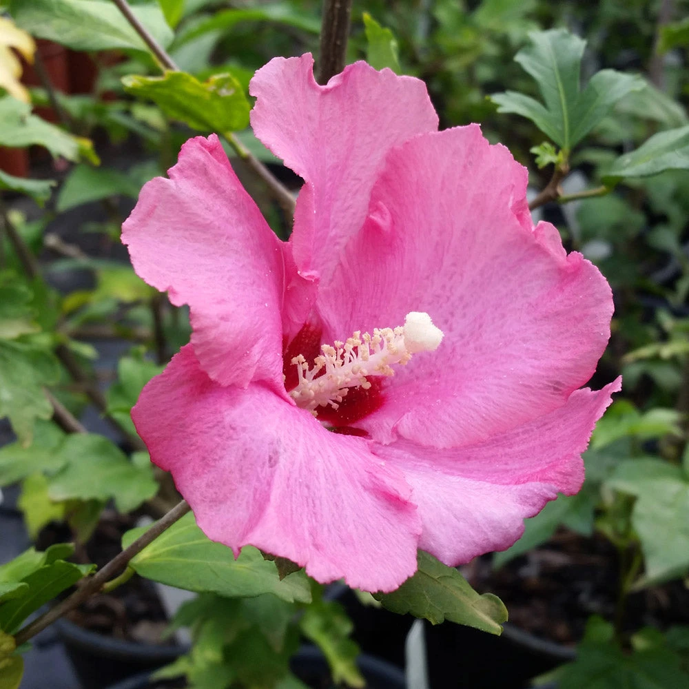 Brighter Blooms Aphrodite Rose Of Sharon Althea Shrub 3 Brighter Blooms Aphrodite Rose Of Sharon Althea Shrub