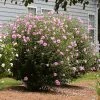Brighter Blooms Aphrodite Rose Of Sharon Althea Shrub