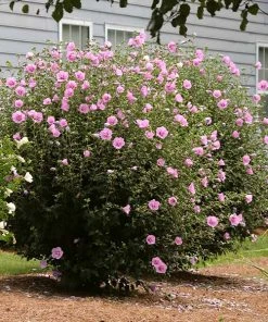 Brighter Blooms Aphrodite Rose Of Sharon Althea Shrub