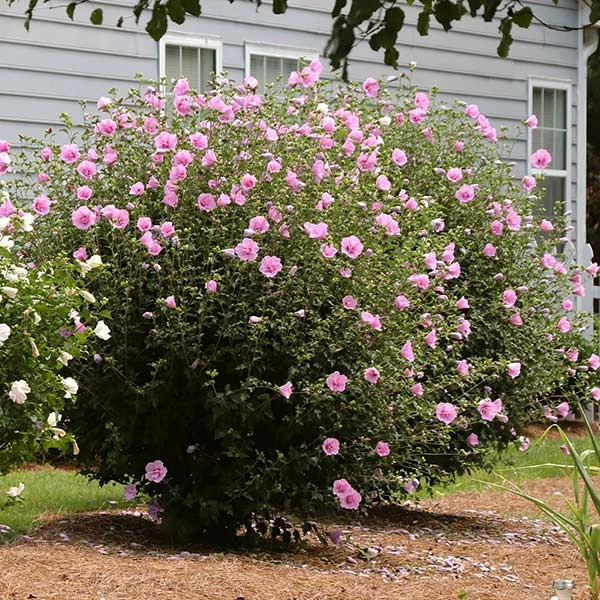 Brighter Blooms Aphrodite Rose Of Sharon Althea Shrub 1 Brighter Blooms Aphrodite Rose Of Sharon Althea Shrub
