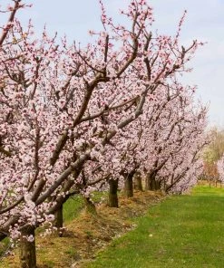 Brighter Blooms Blenheim Apricot Tree SHOP ALL 6 Brighter Blooms Blenheim Apricot Tree SHOP ALL