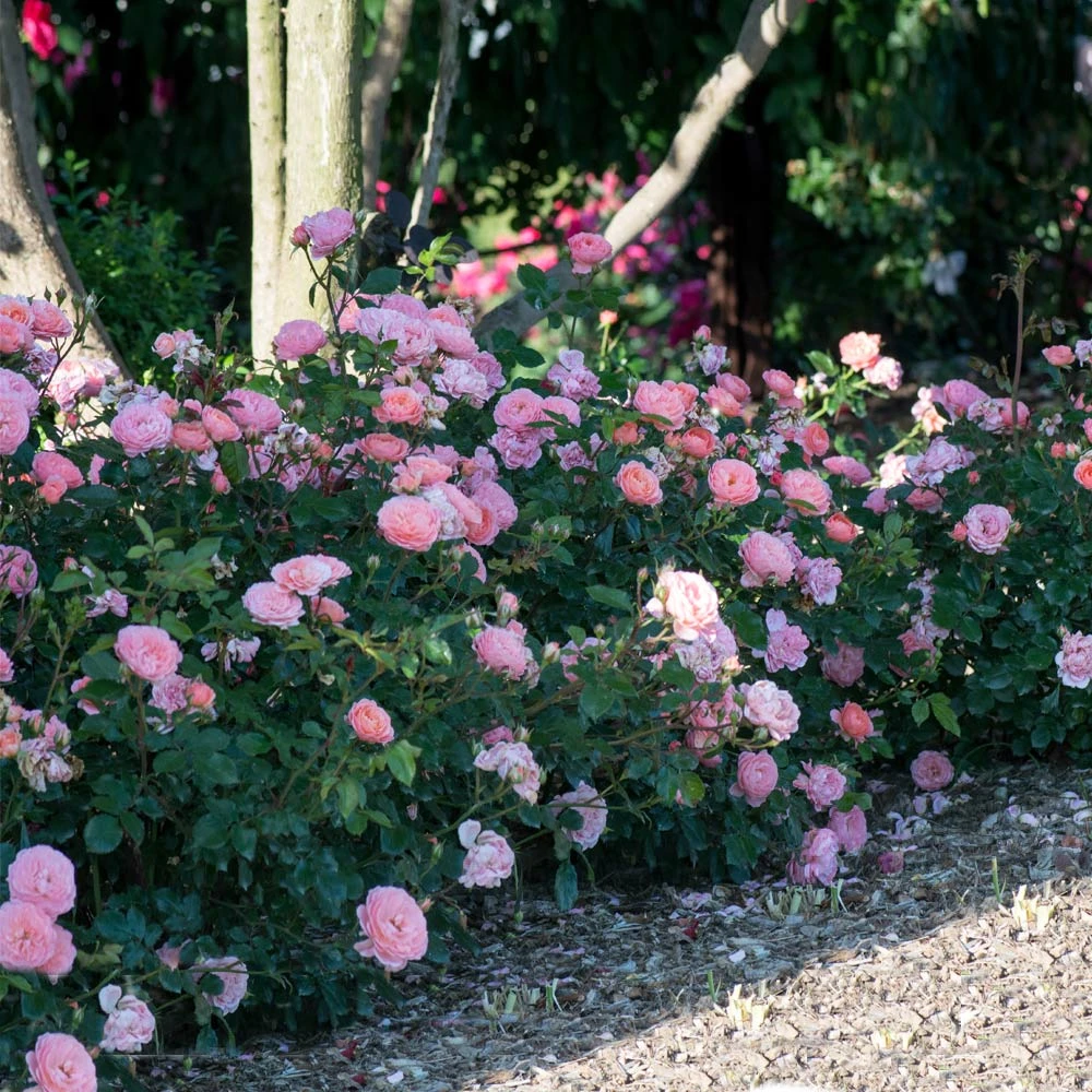 Brighter Blooms Shrubs & Hedges Apricot Drift® Rose 3 Brighter Blooms Shrubs & Hedges Apricot Drift® Rose