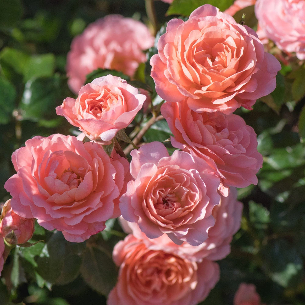 Brighter Blooms Shrubs & Hedges Apricot Drift® Rose 2 Brighter Blooms Shrubs & Hedges Apricot Drift® Rose