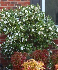 Brighter Blooms April Snow Camellia Shrub Shrubs & Hedges 7 Brighter Blooms April Snow Camellia Shrub Shrubs & Hedges